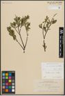Foto von Salix arbuscula L. x Salix phylicifolia L.